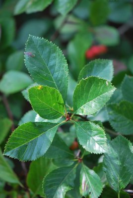 Crataegus crus-galli - hloh kuří noha - listy